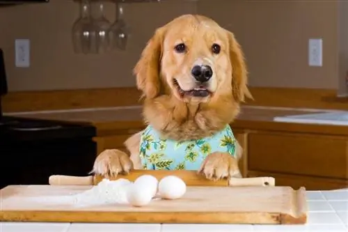 Un chien golden retriever cuisant avec des oeufs