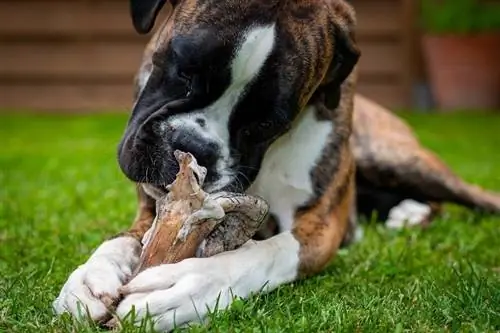 6 Goede bronnen van calcium voor honden – Makkelijk & Lekkere ideeën