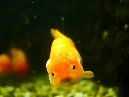 ranchu