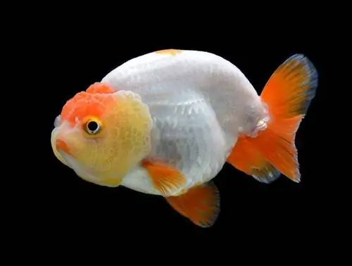 Ranchu Goldfish: rasmlar, parvarish qilish bo'yicha qo'llanma, navlar, umr ko'rish & Batafsil