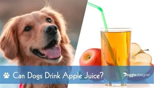 ¿Pueden los perros beber jugo de manzana? ¡Lo que necesitas saber