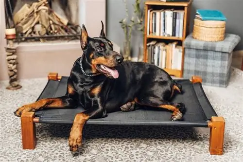 doberman pinscher en la cama del perro