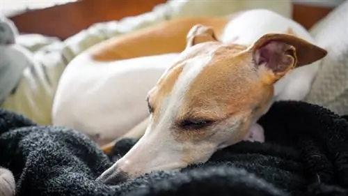 anjing whippet tidur dengan tenang