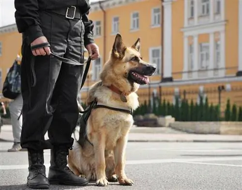 cão pastor alemão policial