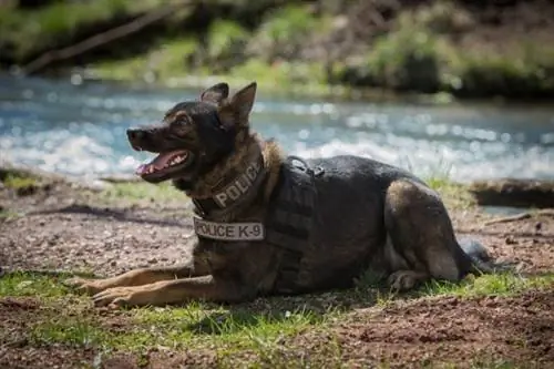 perro policía alerta