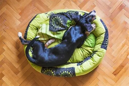 perro durmiendo en la cama