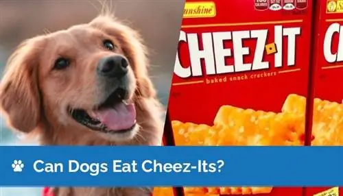 Mogu li psi jesti Cheez-Its? Vet-Approved He alth & Sigurnosne činjenice