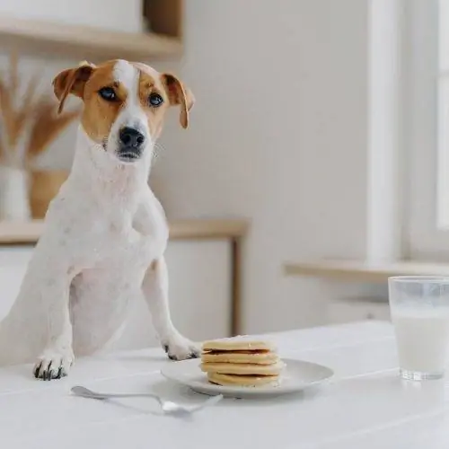 Jack Russell Terrier mit Pfannkuchen