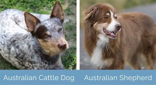 Australian Cattle Dog vs Australian Shepherd cạnh nhau