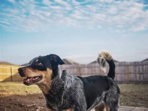 Cão de gado australiano