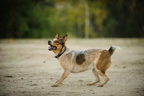 Cão Boiadeiro Australiano Stumpy Tail