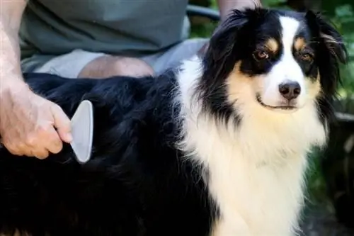 perro pastor australiano cepillado