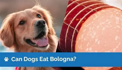 ¿Pueden los perros comer mortadela? Datos nutricionales aprobados por veterinarios & Información