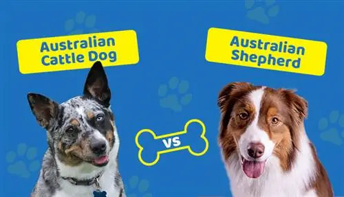 Australiese beeshond vs Australiese herder: Wat is die verskil?