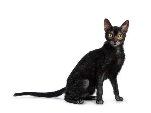 القط الأسود lykoi