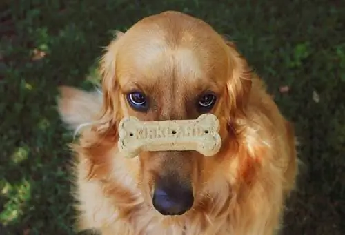 Hueso de galleta de perro