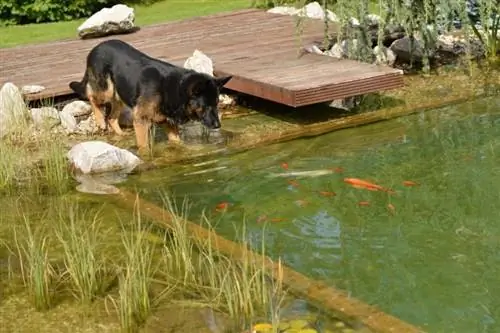 câine care veghează peste iaz