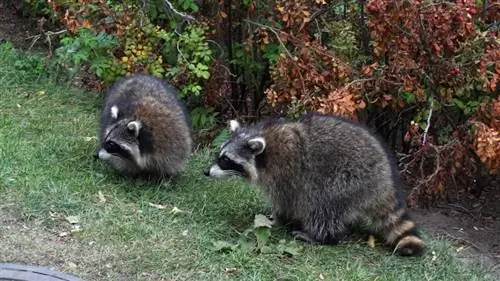 ঘাস মধ্যে raccoons