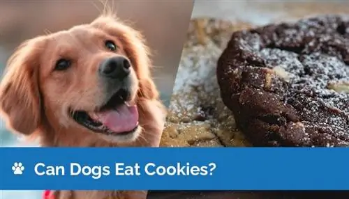 ¿Pueden los perros comer galletas? Datos nutricionales aprobados por veterinarios & Información