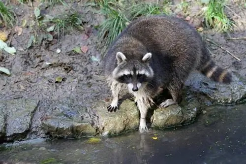 Cómo mantener a los mapaches fuera de un estanque de peces (7 métodos probados)