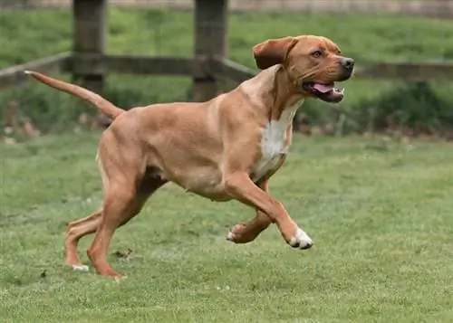 O raro cão da raça Pointer Português