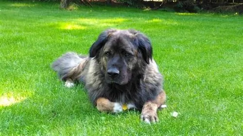 Estrela Mountain Dog