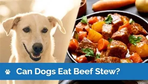 Kunnen honden stoofvlees eten? Dierenarts beoordeelde feiten & FAQ