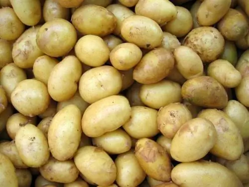 papas