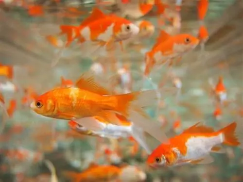 Feeder Goldfish kaip augintinį: 5 dalykai, kuriuos pirmiausia reikia žinoti