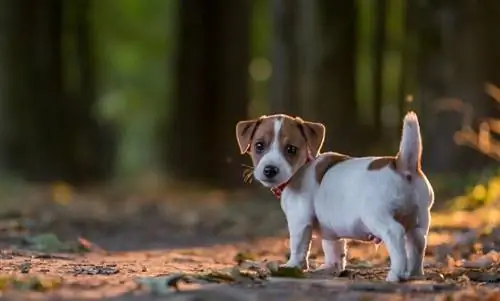 Jek Rassell Terrier kuchukcha