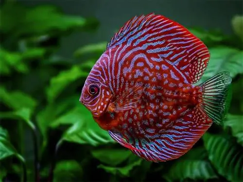 Comment savoir quand un poisson a faim : 5 comportements approuvés par les vétérinaires à rechercher