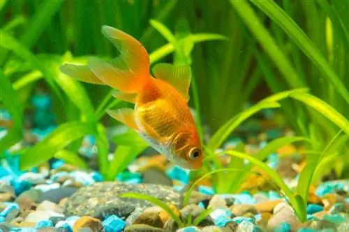 Goldfish nel terreno in cerca di cibo in acquario