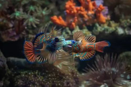 Peixes mandarins lutam por território