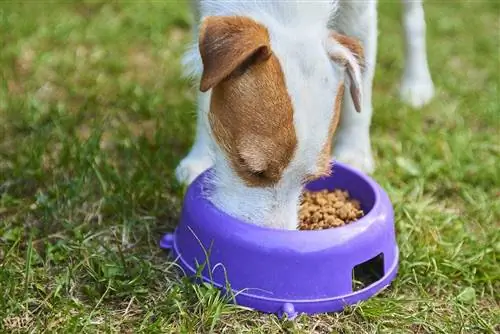 Jack Russell Parson Terrier che mangia