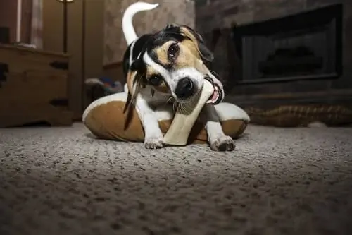 jack russell biter ben på golvet