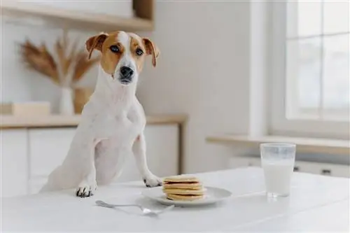 Jack russell terrier na may mga pancake