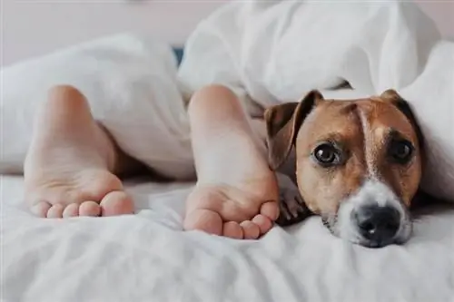 coperta-bianca-accanto-a-un-cane-carino-Jack-Russell-Terrier_Irina-Polonina_shutterstock