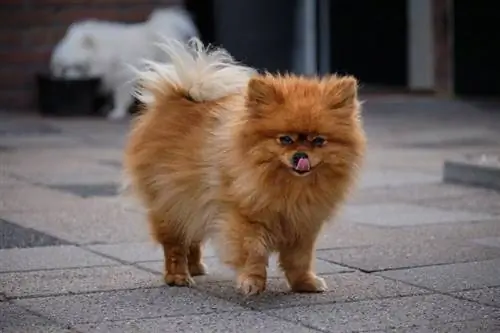 oransje pomeranian slikker nesen