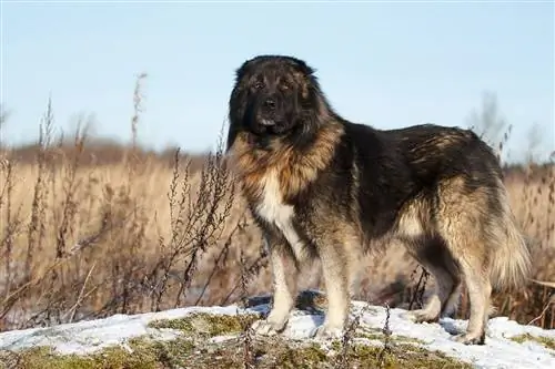 Caucasian Shepherd Aub