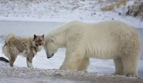 Puas yog Bears cuam tshuam nrog dev? Science teb cov lus nug kawg