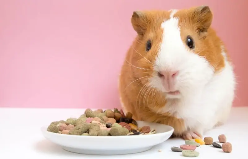 guinea pig kumakain ng mga pellets