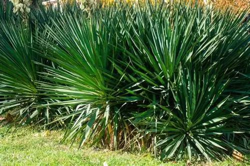 tanaman yucca