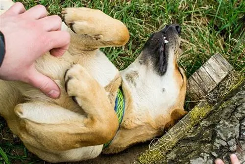 Strofinare la pancia del cane