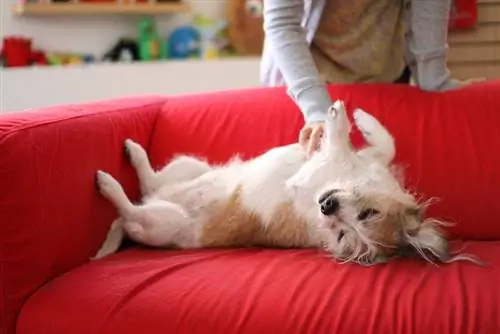 Proprietario di cane Belly Rub Couch