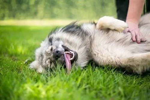 Mengapa Anjing Suka Menggosok Perut? Inilah Yang Mereka Rasa