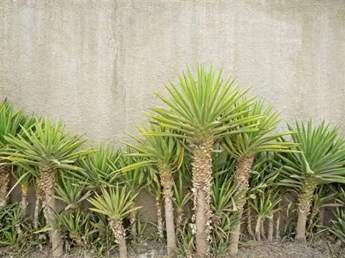 Ang Yucca Plants ba ay Nakakalason sa Mga Pusa? Anong kailangan mong malaman