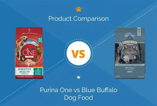 Purina One vs Blue Buffalo: Paghahambing ng Pagkain ng Aso 2023