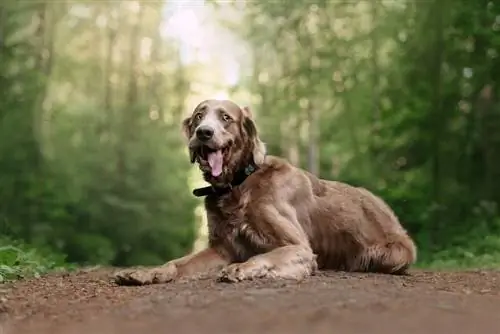 gracioso perro weimaraner acostado en el bosque