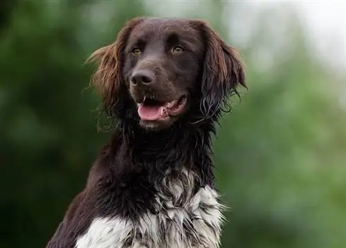 Mali Münsterländer