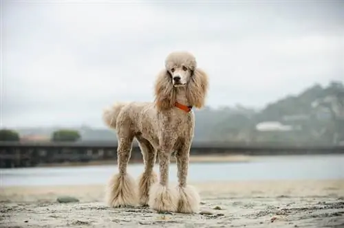 caniche estándar en la playa